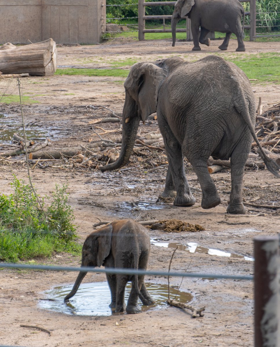 FriendsU's tweet photo. Today, we are celebrating Zookeeper Appreciation Week with a few more photos from our recent visits to @sedgwickcountyzoo! #ZookeeperAppreciationWeek #MyFriendsU Learn more at https://t.co/KemRFNhiVG https://t.co/qFBspgXUIy