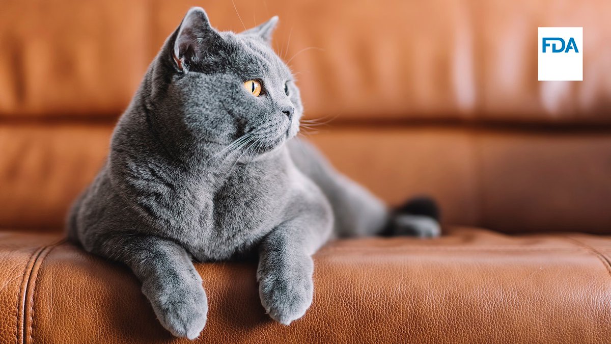 FDAanimalhealth's tweet image. Today, @US_FDA approved Methimazole Coated Tablets for the treatment of hyperthyroidism in cats.
For more info, see: fda.gov/animal-veterin…