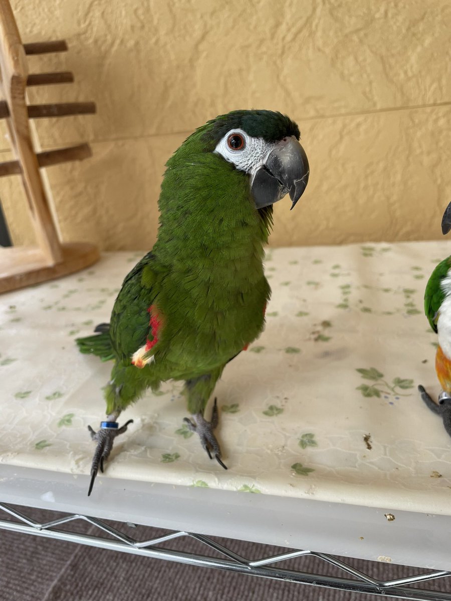 koha_k2019 tweet media