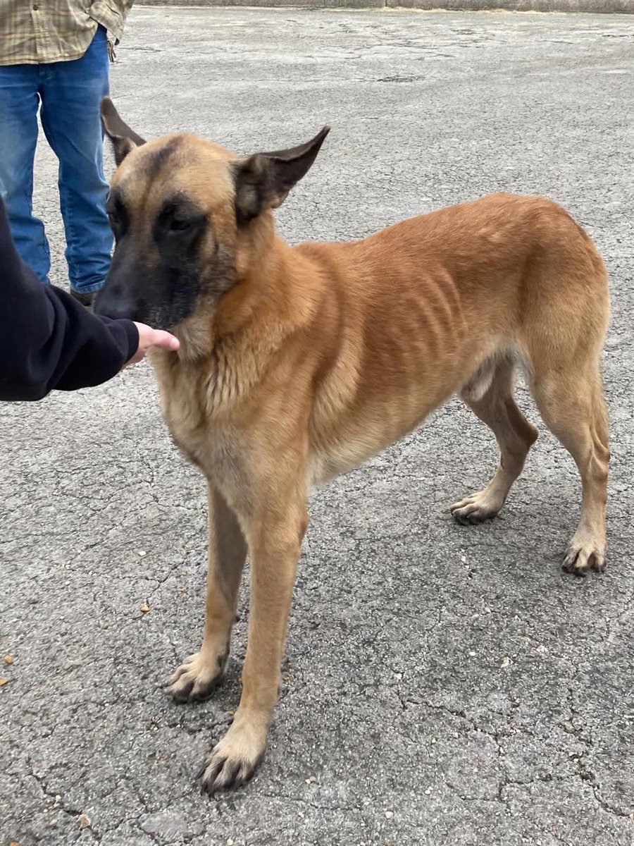 Ash_Pro1's tweet image. #KerrvilleFlood #TexasFlooding
~ Found: Male Pup
“Found near Enhanced Horizons on Hwy 27 in Ingram.
Unfortunately, he does not have a microchip and we have no way of contacting his owner.
If this dog is yours, please call 830.200.0539 and choose the dog option.”
