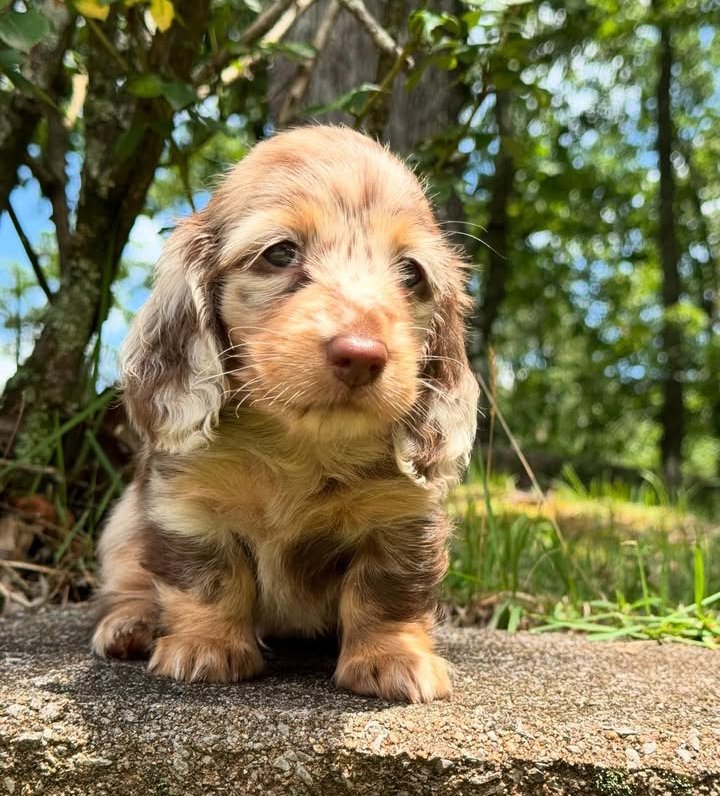 1MorganaElena's tweet photo. Couldn’t resist showing off some of our March babies 🥰 Happy National Puppies Day!! (available )#puppygram #sweetbabies #eecream #doxieworld #doxiesoffacebook #newbornlife https://t.co/eYxzZp49An