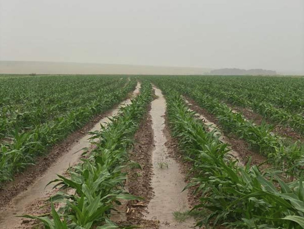 africanfarming_'s tweet image. Here's today's headlines #ICYMI
Waterlogging a risk in 2025-26 season
africanfarming.com/tiny/6kcy
Daybreak Foods’ business rescue receives another R150 m.
africanfarming.com/tiny/dyls
UP’s Agriculture faculty professors honoured for outstanding work
tinyurl.com/paft8nwa
Empowering…
