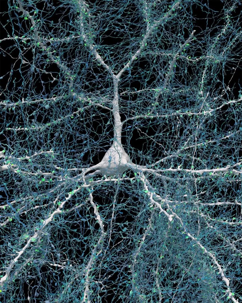 tariqtramboo's tweet image. A millimeter-scale fragment of human cerebral cortex, organised and balanced like the universe.