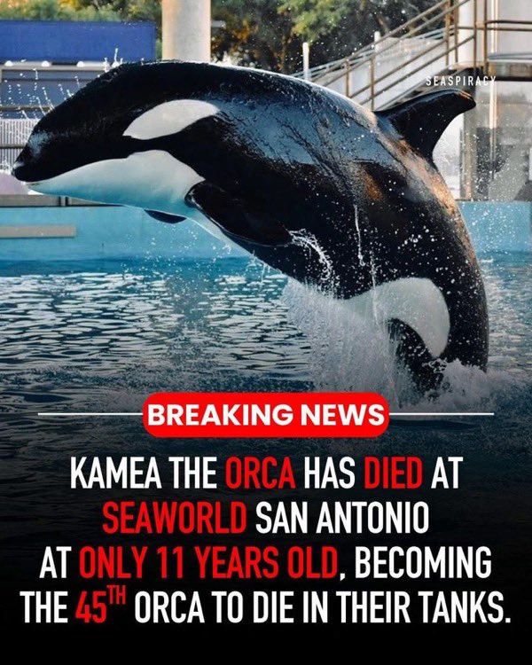Protect_Wldlife's tweet image. RIP KAMEA
Life in a concrete prison is no life at all!!
Swim Free Kamea 🌊 🌈.
#DontBuyATicket - if you do you are COMPLICIT to their abuse!