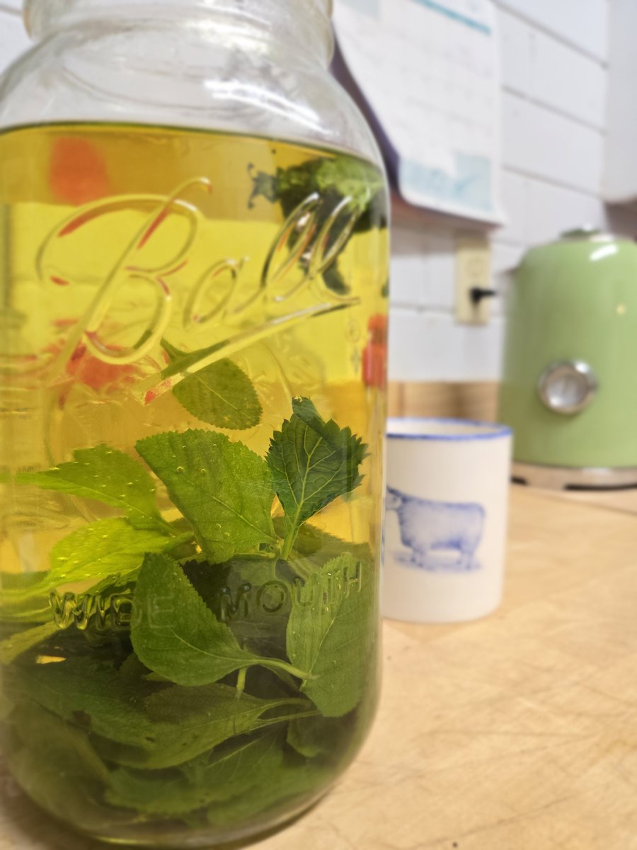 MystagogicalB's tweet image. A parishioner has been keeping me in a steady supply of fresh mint from her garden. I make a big jar of it and drink all day. Hot, and then iced. This past Sunday, she also gifted me some Jamaican vervain, so I tossed some leaves in for good measure.