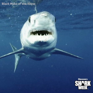 TVTango's tweet image. 🌟IT'S SHARK WEEK! Watch tonight #SharkWeek #SharkWeek2025 @Discovery @SharkWeek 🦈8pm: GREAT WHITE NORTHERN INVASION; 9pm: HOW TO SURVIVE A SHARK ATTACK with @PauldeGelder; 10pm: BLACK MAKO OF THE ABYSS. About/Full Schedule, Photos & More: bit.ly/44Y17H1