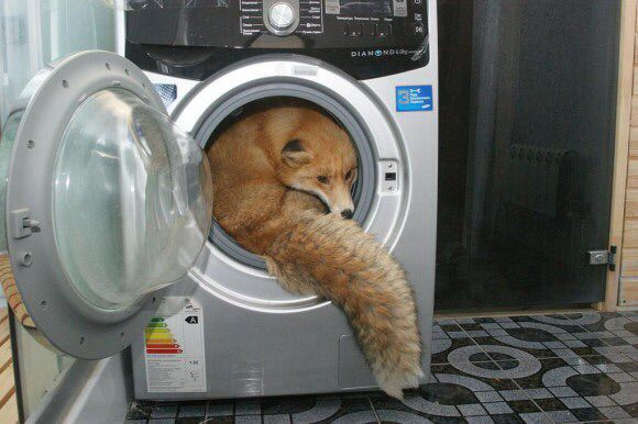 woofgonecrazy's tweet image. do NOT leave ur clothes in the dryer brah they'll turn into this !!