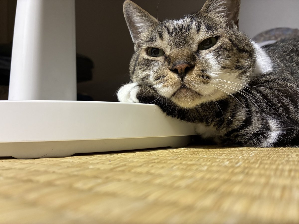 ねこ 小縞山いう on X: