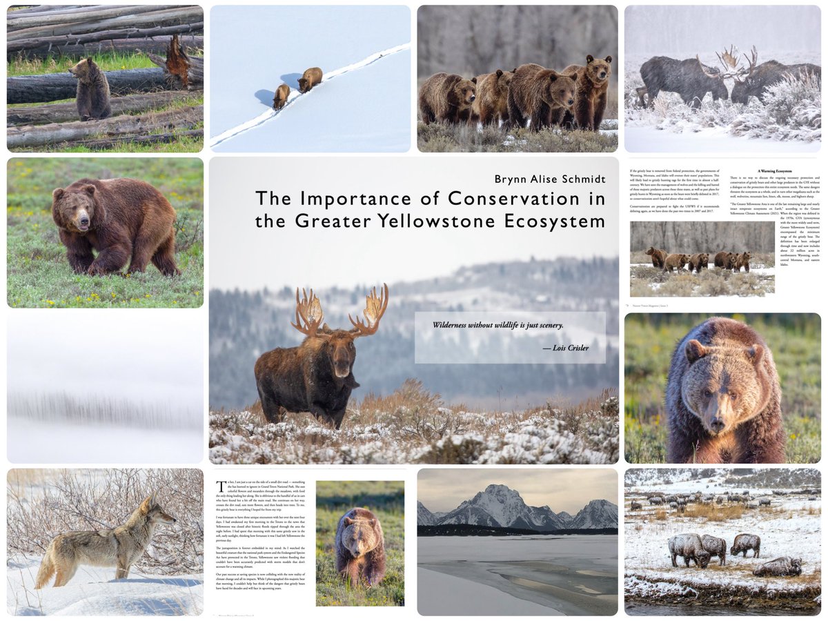 brynnalisephoto's tweet image. One of my favorite things to do is to write about conservation. This was a 10 page + article in a nature magazine last year…