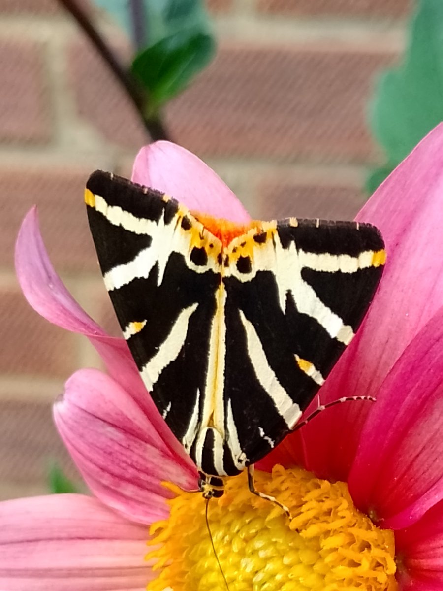 BuffbayB's tweet image. I feel blessed that this moth returned to my garden, (well not the same from last year). notice how his closed wings in the middle is shaped like a butterfly.🌞