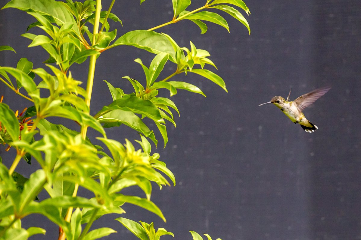 ScottLaPrade's tweet image. Finally….. haven’t seen many around #hummingbird @CanonUSA #canon1dx