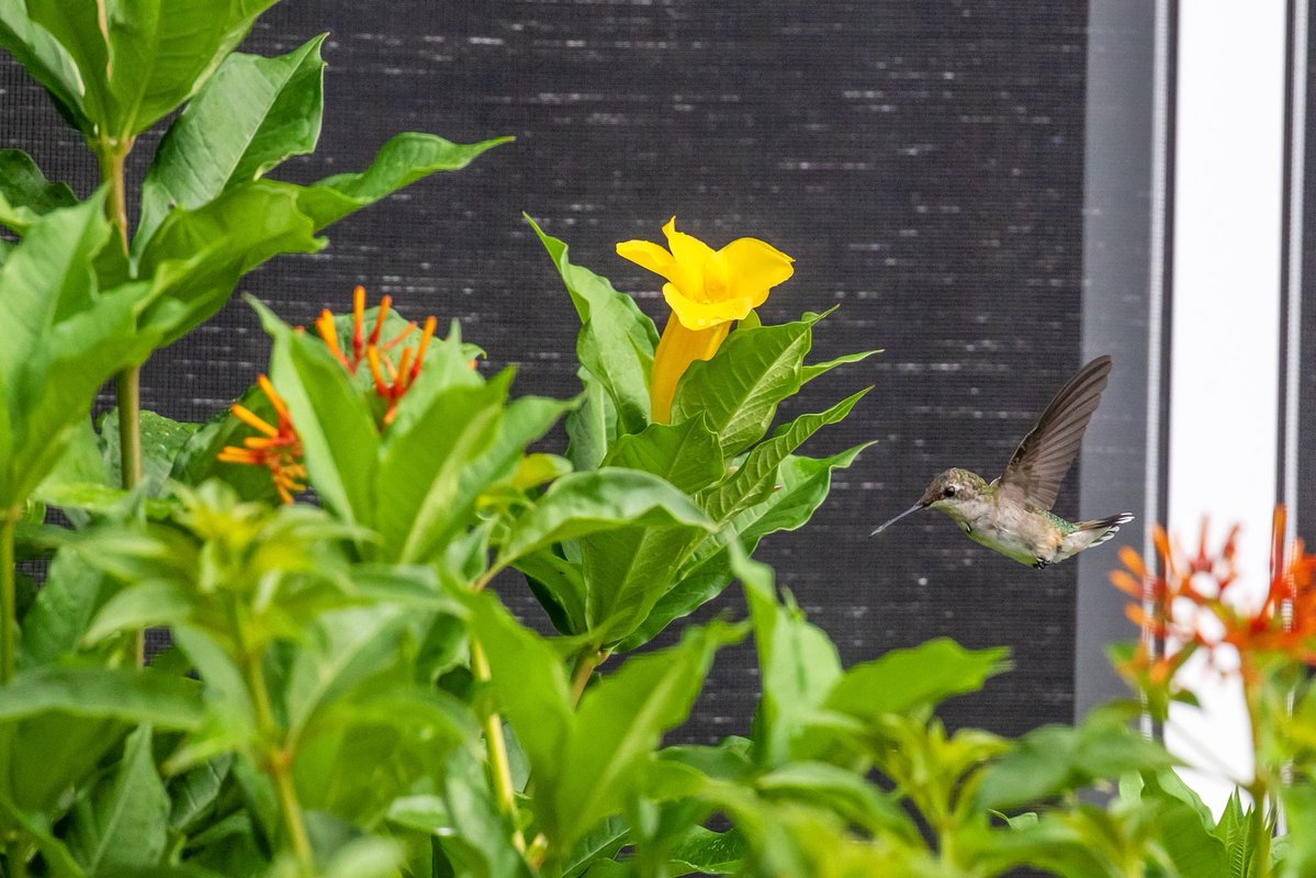 ScottLaPrade's tweet image. Finally….. haven’t seen many around #hummingbird @CanonUSA #canon1dx