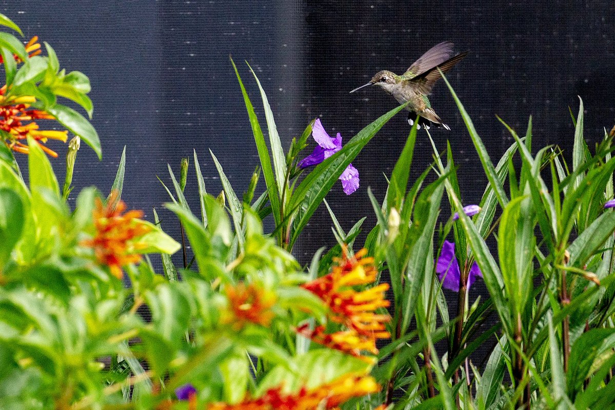 ScottLaPrade's tweet image. Finally….. haven’t seen many around #hummingbird @CanonUSA #canon1dx