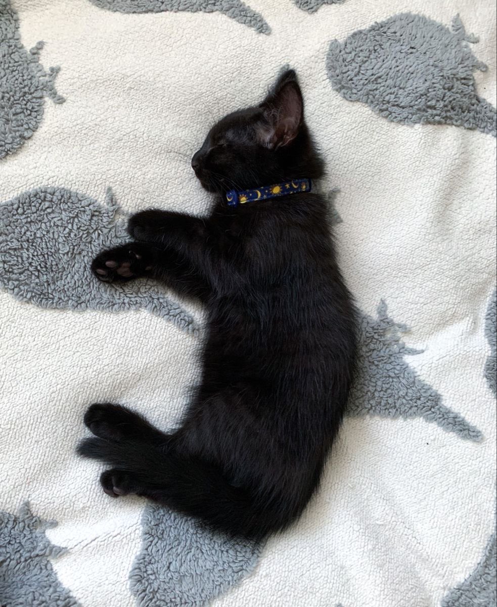 Black cats are not bad luck (@visualscat) on Twitter photo 