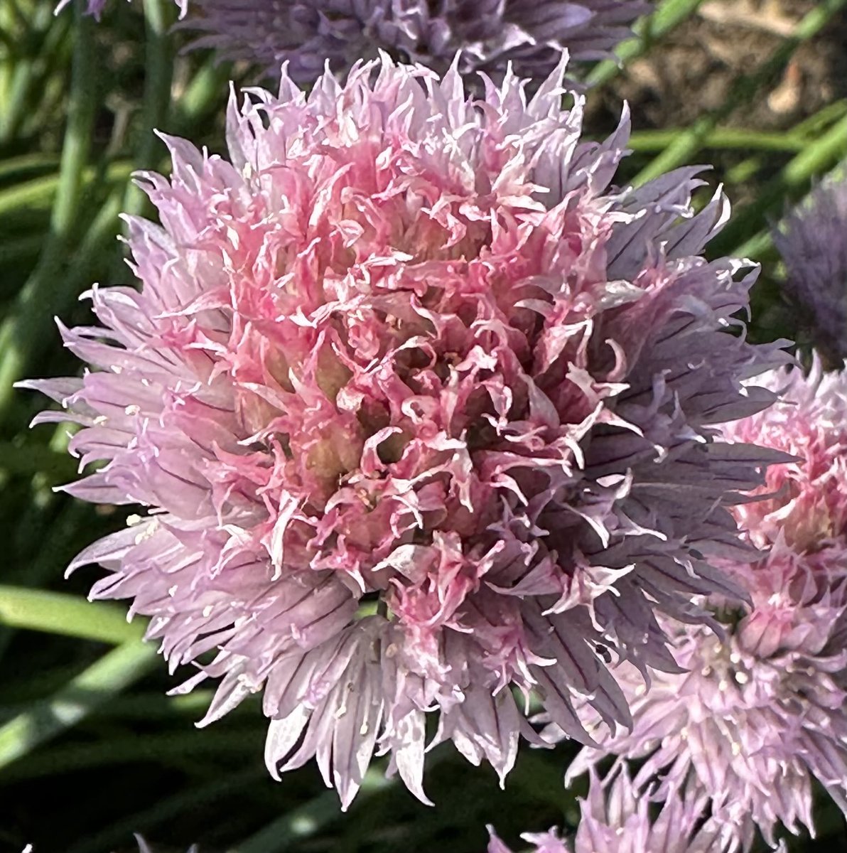 TimHundley4All's tweet image. Chives. And they taste great as well! In our Gardens with the Twins! Get outside! Ground yourself! โ๏ธ๐ค๐ผ๐๐ผ๐