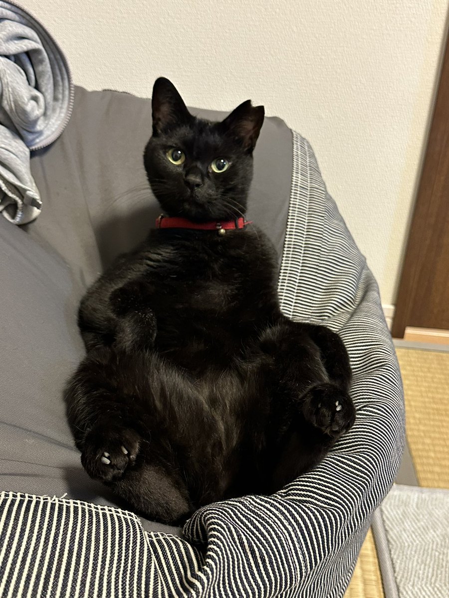 くろねこページ① 黒猫 on X: 