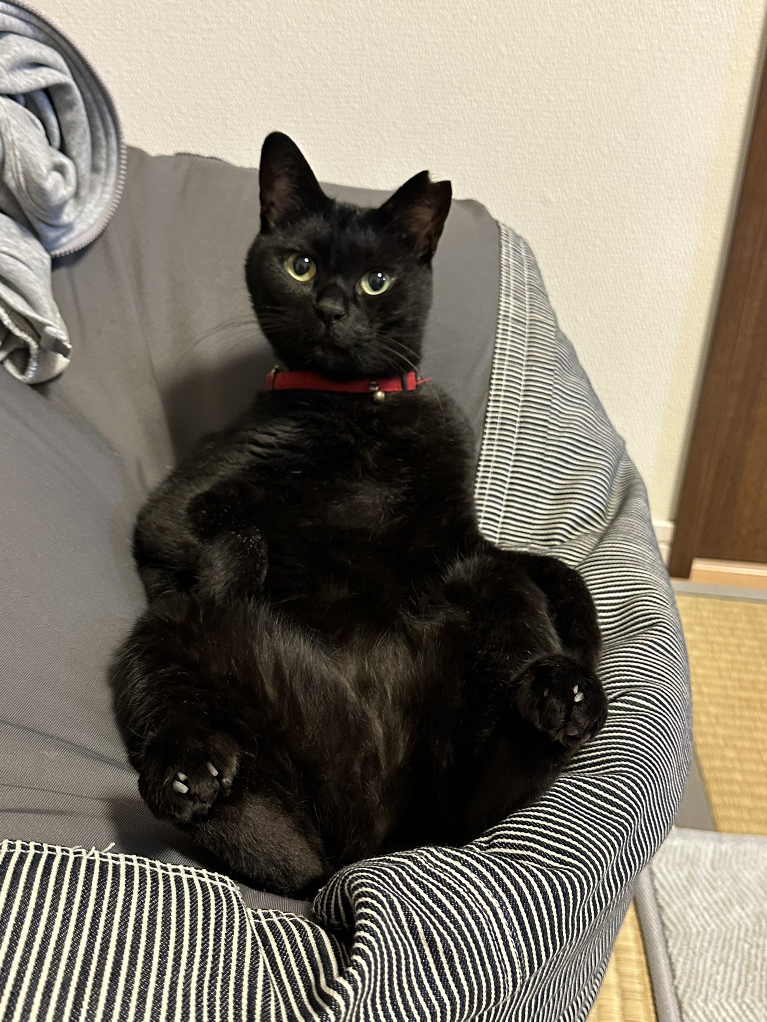 Winnie 黒猫、今日の黒猫、愛猫、野鳥、寝る猫 Winnie様専用 黒猫、今日の黒猫、愛猫、野鳥、寝る猫