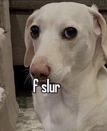 bigwethole's tweet image. dystopia daily is so important to me because throughout the entire thing dan just looks like the homophobic dog