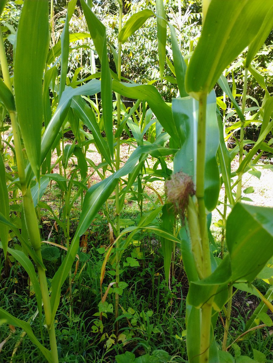 BillyRoper70606's tweet image. It looks like we're going to have enough corn to process and grind into our own cornmeal this year.