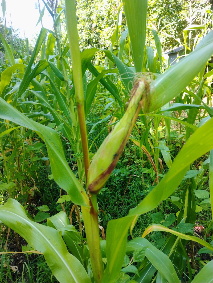 BillyRoper70606's tweet image. It looks like we're going to have enough corn to process and grind into our own cornmeal this year.