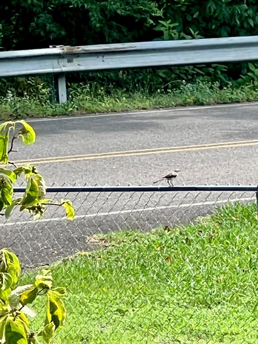 ATLCWorker's tweet image. It’s a warm and humid morning in East Tennessee.
The Crow food is out and Rex the Mockingbird is on the fence waiting to harass them.
A Nuthatch is at the upside down feeder.