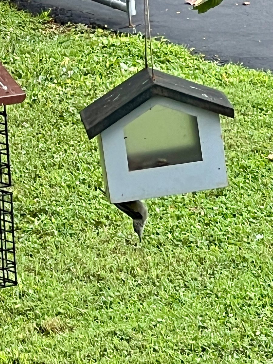 ATLCWorker's tweet image. It’s a warm and humid morning in East Tennessee.
The Crow food is out and Rex the Mockingbird is on the fence waiting to harass them.
A Nuthatch is at the upside down feeder.