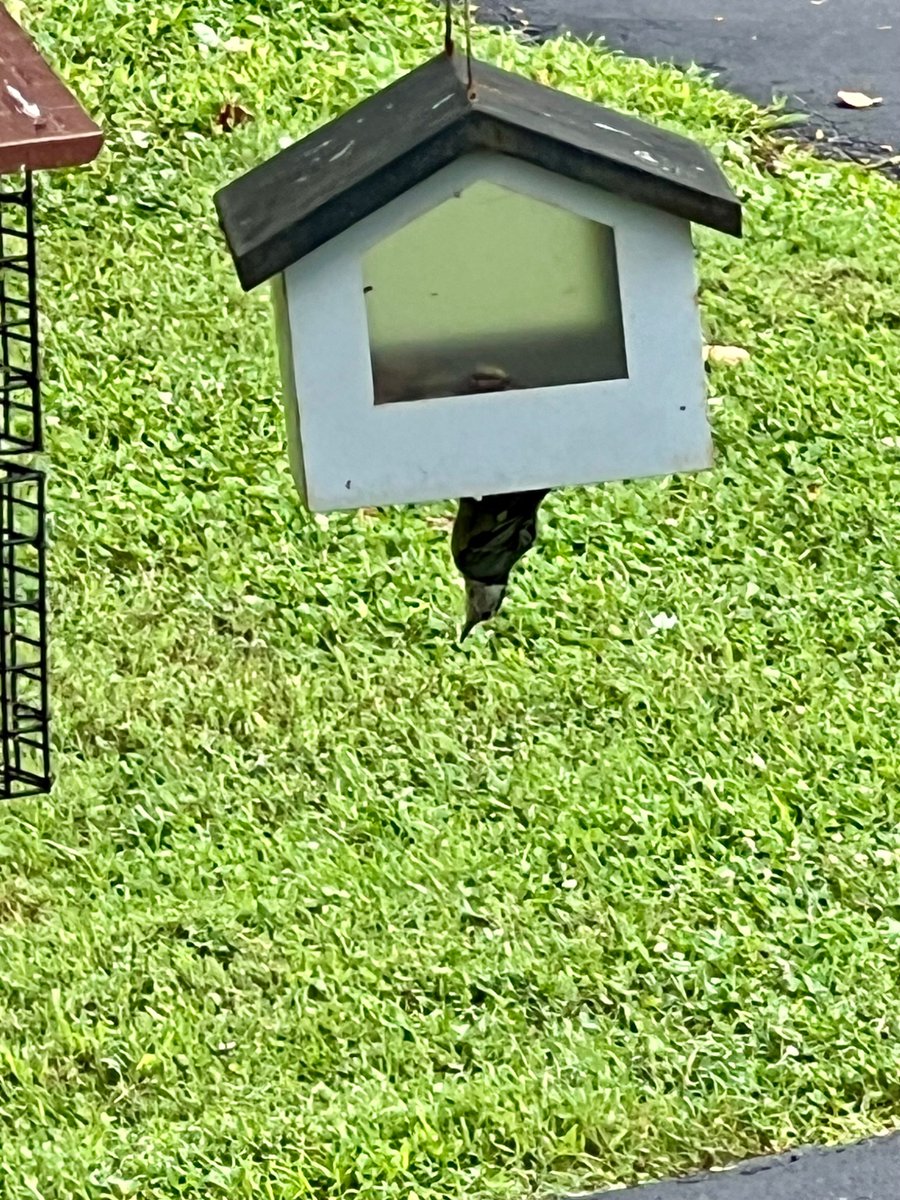 ATLCWorker's tweet image. It’s a warm and humid morning in East Tennessee.
The Crow food is out and Rex the Mockingbird is on the fence waiting to harass them.
A Nuthatch is at the upside down feeder.