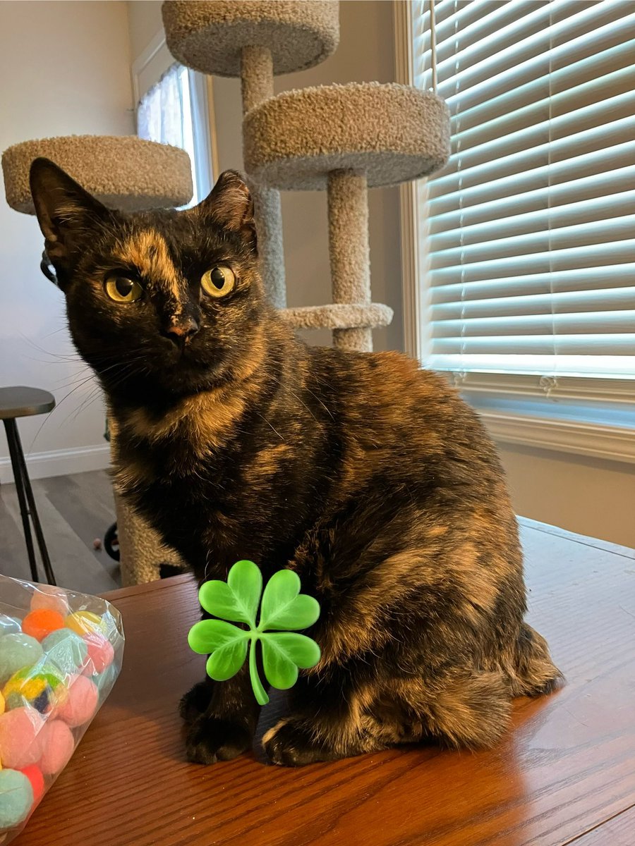 The fancy cat bookmarks &amp; some of the new Christmas in July items are up now. Hoom is having bad health problems today &amp; trying to finish the listings while lying in bed so she will get the others done after rest. More to see in shop jewelrybyseraphim.com/shop tysm