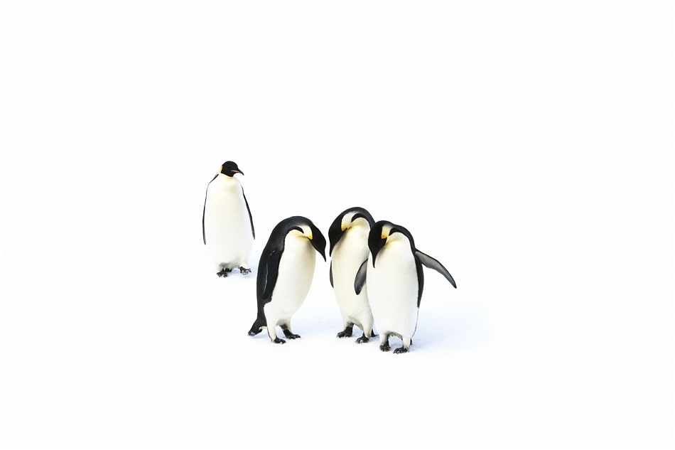 AntarcticaSouth's tweet image. The Ross Sea is a cold-water biodiversity hotspot! Home to 30%+ of Adélie penguins, 25% of emperor penguins, 30% of Antarctic petrels, half of Ross Sea killer whales, & 50%+ of South Pacific Weddell seals. It also shelters rare sponges & key fish habitats. 🐧🦭
📷️ John Weller