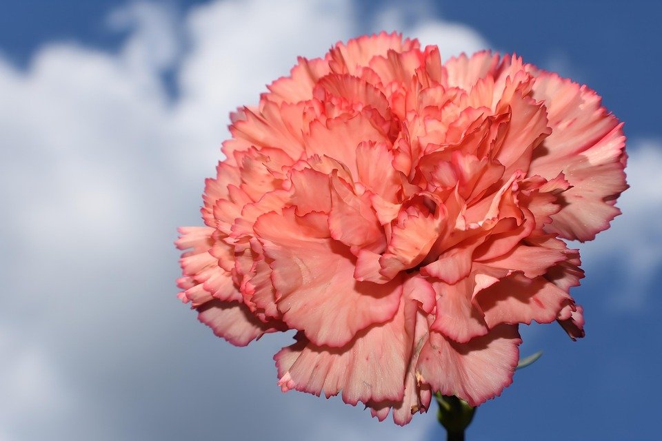 RayShrewsberry's tweet photo. #PinkCarnation #FloralCloseUp #NatureMood #PetalFocus #SpringTexture #Photography https://t.co/WL4j7fgFCL