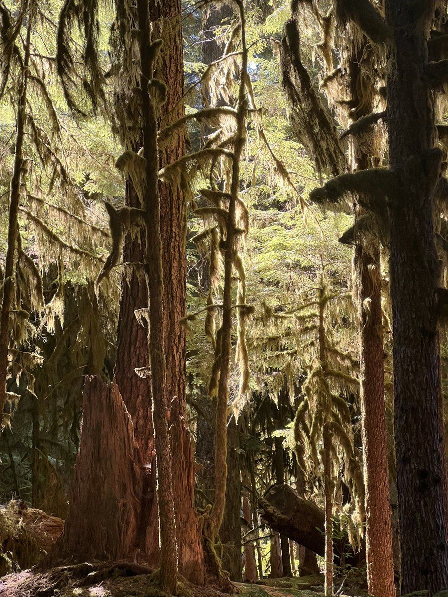 JustGusPD's tweet image. Stunning trip up to Olympic National Park and B.C. 10 days was nowhere near enough time. We’ll be back.