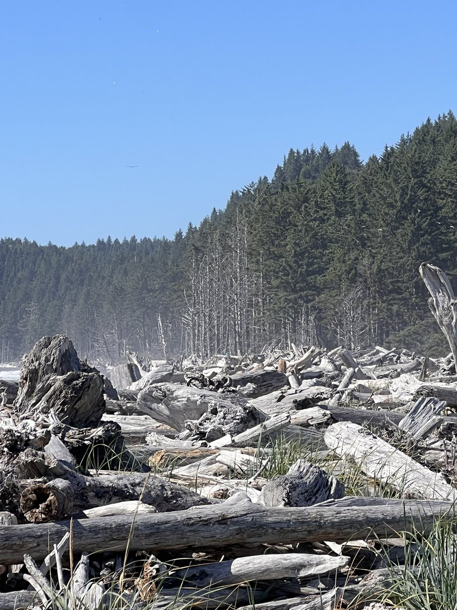 JustGusPD's tweet image. Stunning trip up to Olympic National Park and B.C. 10 days was nowhere near enough time. We’ll be back.