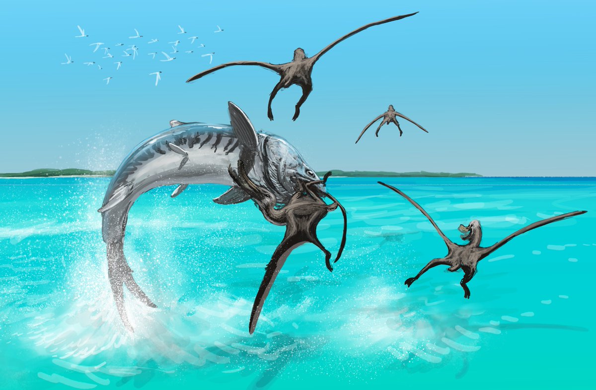 Caturus catching a Balaenognathus