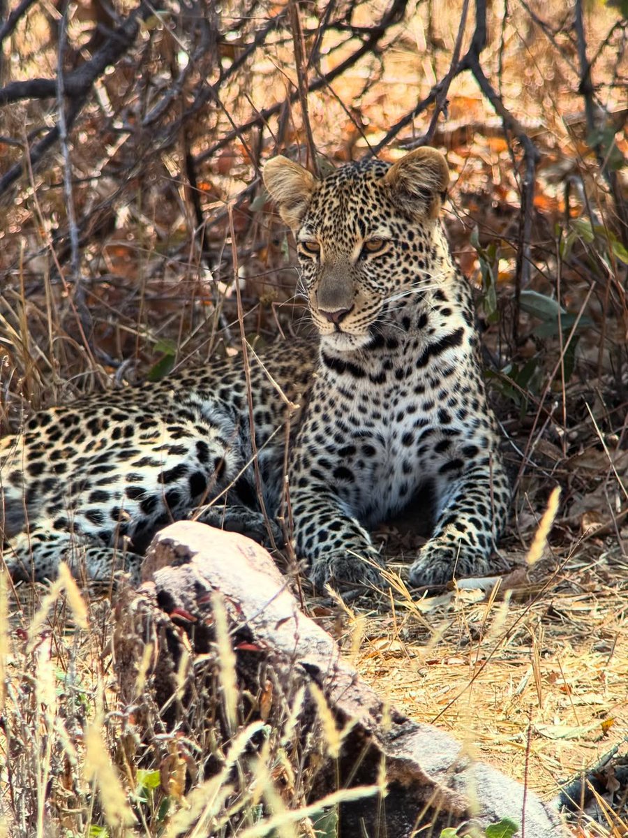 "A young male Leopard seeking some shade by the Mwagusi River 🐆 " 

📸 Ikuka Guest IG: wildwithjessica 

#safari #bucketlist #wildlifephotography #naturephotography #thephotohour