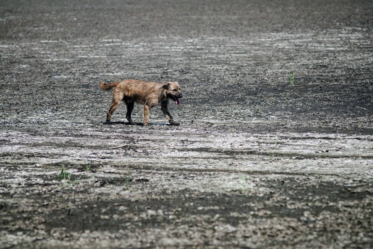 TPSpindel's tweet image. Khanzhenkivs'ke Reservoir near Donetsk has completely dried up.
Another scar on Ukrainian land. This is what russian “liberation” looks like - destruction, mismanagement, and rot.
Occupation doesn’t bring life. It drains it.