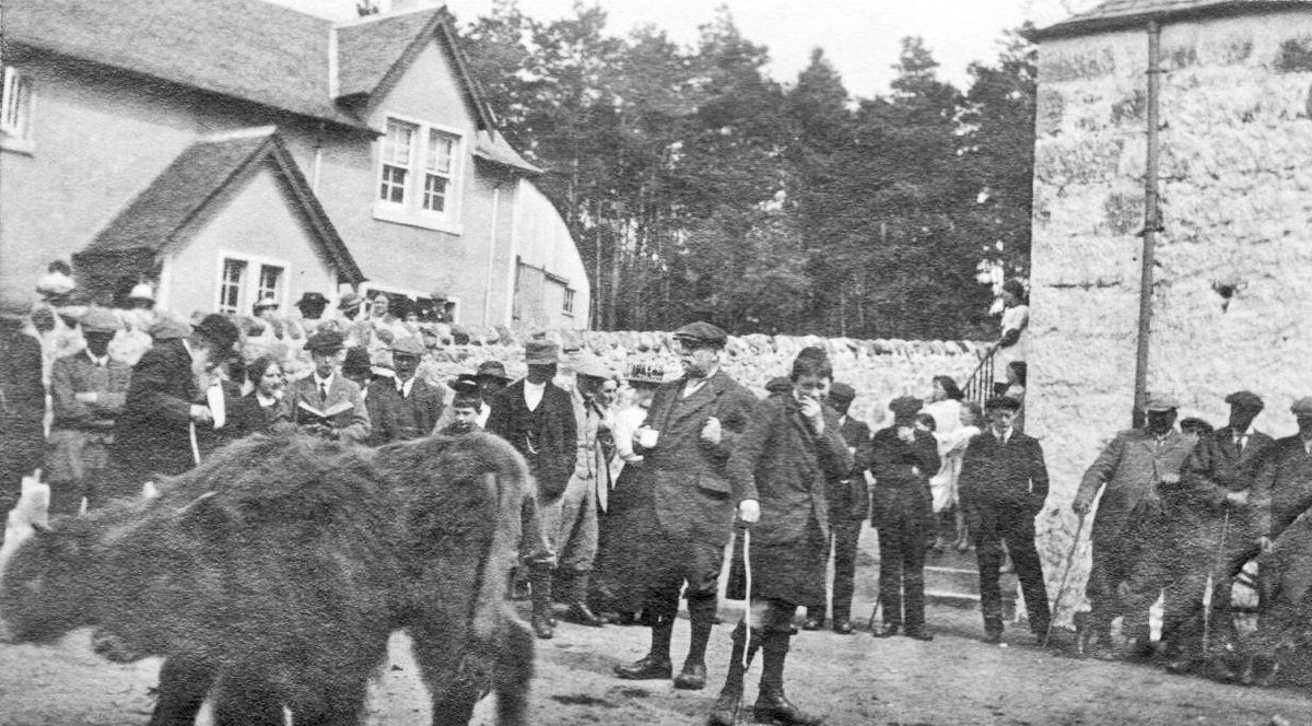 Angus Cameron selling calves at Torlundy, c1920

[source: Highland Livestock Heritage Society]
