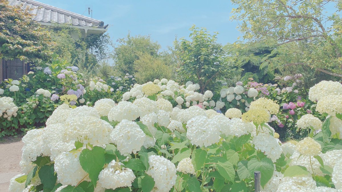 osarutume's tweet photo. 梅雨の花

#花 https://t.co/CkNSKctpgk
