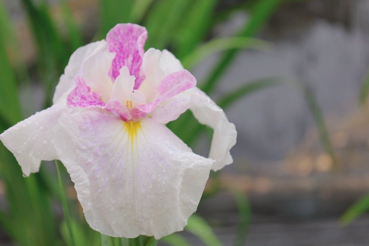 osarutume's tweet photo. 梅雨の花

#花 https://t.co/CkNSKctpgk