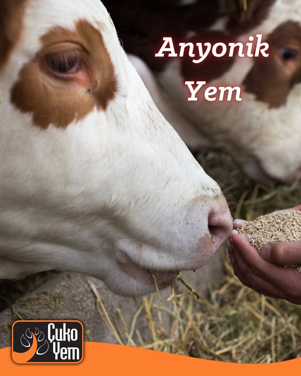 cukoyem's tweet photo. Anyonik içerikteki Çuko Yem Kuru Dönem Yemi ile doğum felci, sonun atılamaması gibi sorunları önlerken, ineklerinizin iyi bir laktasyon (sağım dönemi) geçirmesini sağlar.

#ÇukoYem #SunarYatırım #Yem #Rasyon #SütYemi #BesiYemi #ÖzelDönemYemi #MısırFlake #Çiftlik #Büyükbaş https://t.co/7SJNHFX26e