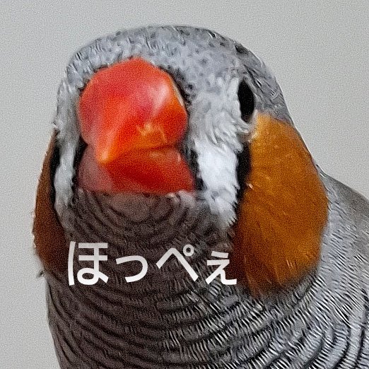SunFieldValley's tweet image. お久しぶりです
精神的に疲れていて、気になっている事以外はXを開けなかった飼い主ですが、ぺーたくんは元気なのでご安心下さい
近いうちにまたお邪魔させていただきます🙇