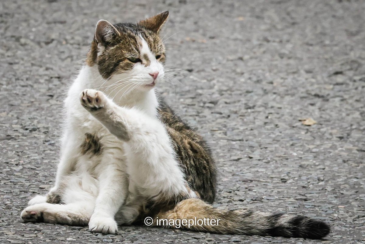 imageplotter's tweet image. I get the feeling the Larrmaster, inspired by @TreasuryMog's #GladdersYoga, may be plotting to start his own #LarryPilates classes. How else do you explain this, @Number10cat ? ππ Lovely to see him out and about stretching, grooming and looking quite happy!