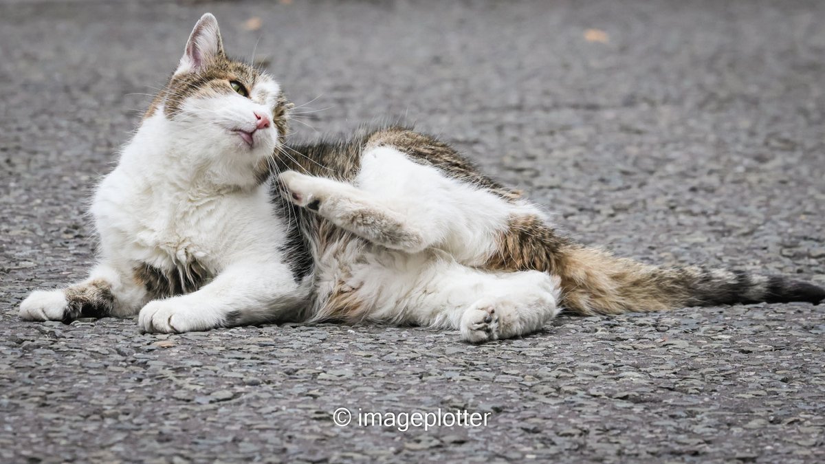 imageplotter's tweet image. I get the feeling the Larrmaster, inspired by @TreasuryMog's #GladdersYoga, may be plotting to start his own #LarryPilates classes. How else do you explain this, @Number10cat ? ππ Lovely to see him out and about stretching, grooming and looking quite happy!