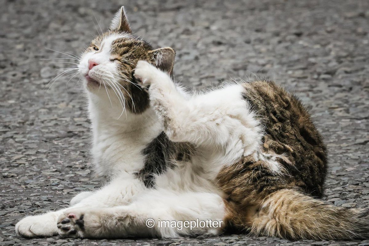 imageplotter's tweet image. I get the feeling the Larrmaster, inspired by @TreasuryMog's #GladdersYoga, may be plotting to start his own #LarryPilates classes. How else do you explain this, @Number10cat ? ππ Lovely to see him out and about stretching, grooming and looking quite happy!