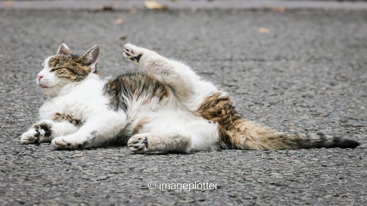 imageplotter's tweet image. I get the feeling the Larrmaster, inspired by @TreasuryMog's #GladdersYoga, may be plotting to start his own #LarryPilates classes. How else do you explain this, @Number10cat ? ππ Lovely to see him out and about stretching, grooming and looking quite happy!