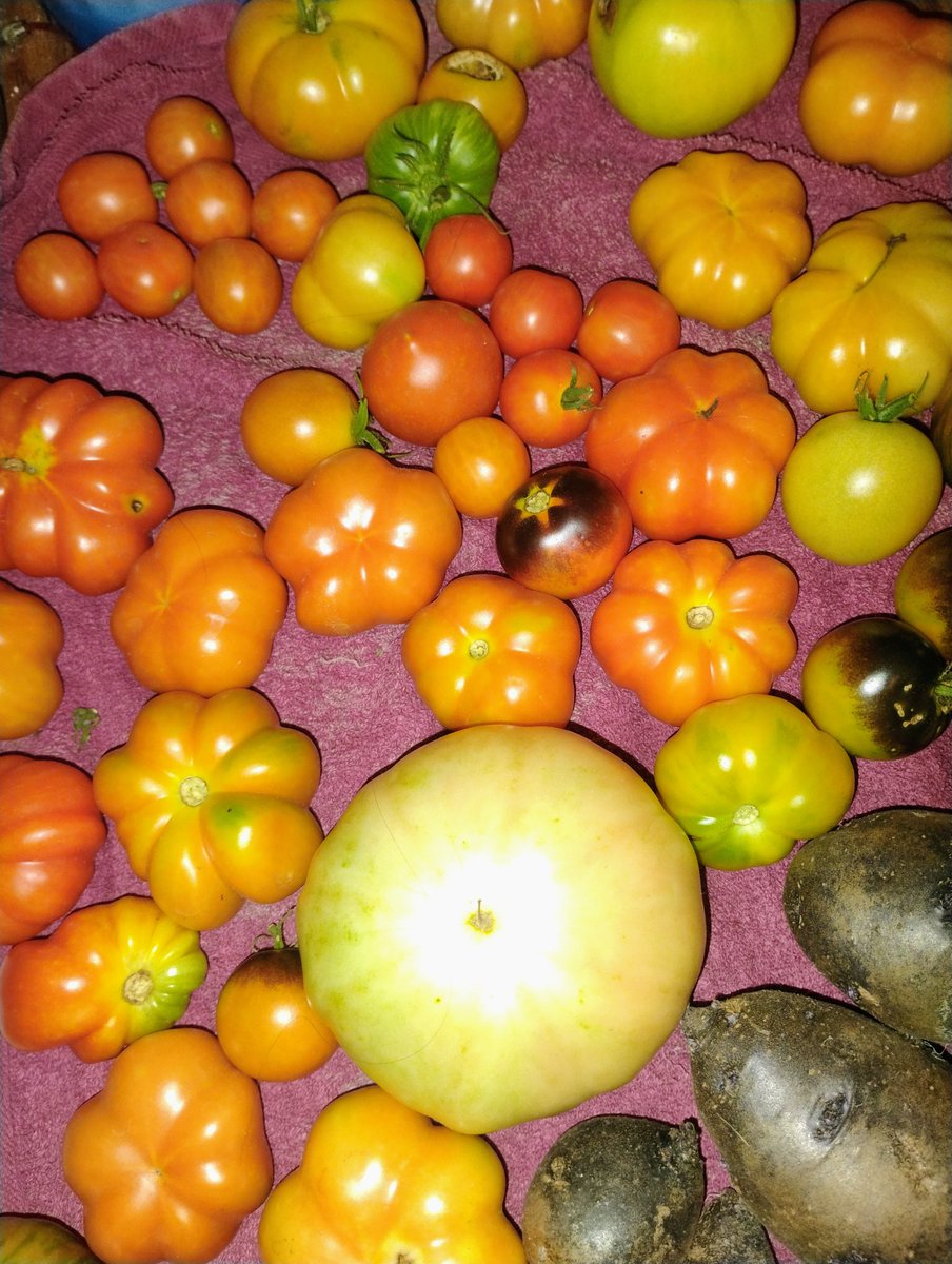 BillyRoper70606's tweet image. Please disregard the blue potatoes, they were volunteer in a raised bed left over from last year and we did not intend to harvest them yet, but we were just reallocating space.