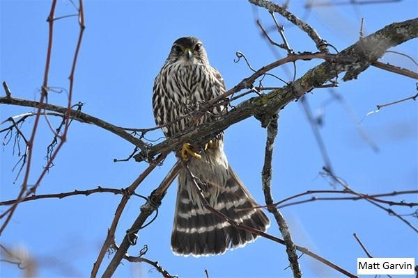 ONBirdAtlas's tweet photo. Calling all bird enthusiasts! We need your help for the final   year of Atlas-3 data collection. Check out the change in Merlin distribution   since 1981 as documented by volunteer Atlassers. Find out more or register at   https://t.co/eTxpBmTGzD #ONBirdAtlas3 https://t.co/kVf8KwCC5H
