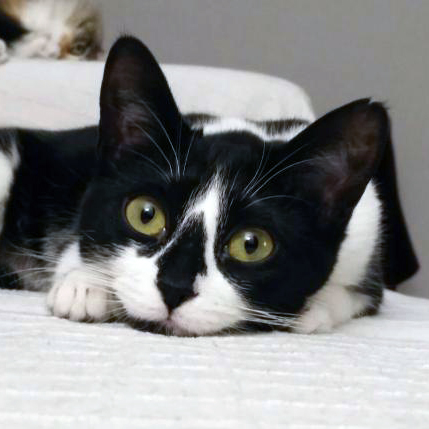 Penny 🐱 es una gatita buena y tranquila de 9 años, pero un poco tímida con las personas. Se lleva muy bien con los otros gatitos y con el perro de la casa de acogida. Si quieres #adoptar a Penny contacta con la Asociación <a href="/Rivanimal/">Rivanimal</a> de #Madrid más info en bit.ly/3wFYbOw