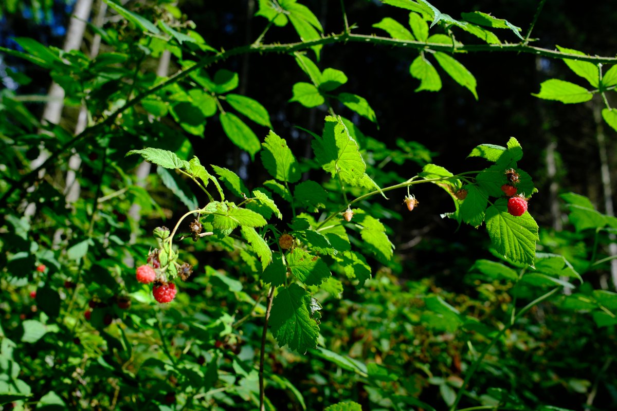 WaltonBob's tweet photo. Nature notes: wild raspberries are in season. https://t.co/WlvNS8FWSm