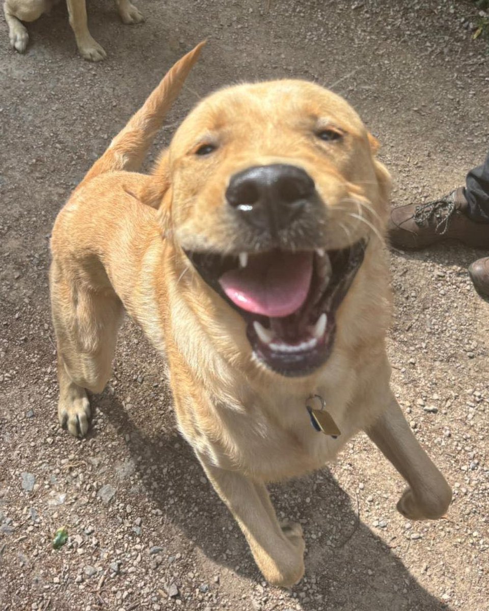 guidedogs's tweet image. While puppy Kendrick isn’t taking to the stage at the Tottenham Hotspur stadium tonight, he’s definitely stealing the show 🐾

Did someone say star power? Watch out @kendricklamar 🎤

[VD: see alt text]

#GuideDogs #Kendrick #KendrickLamar @SpursStadium