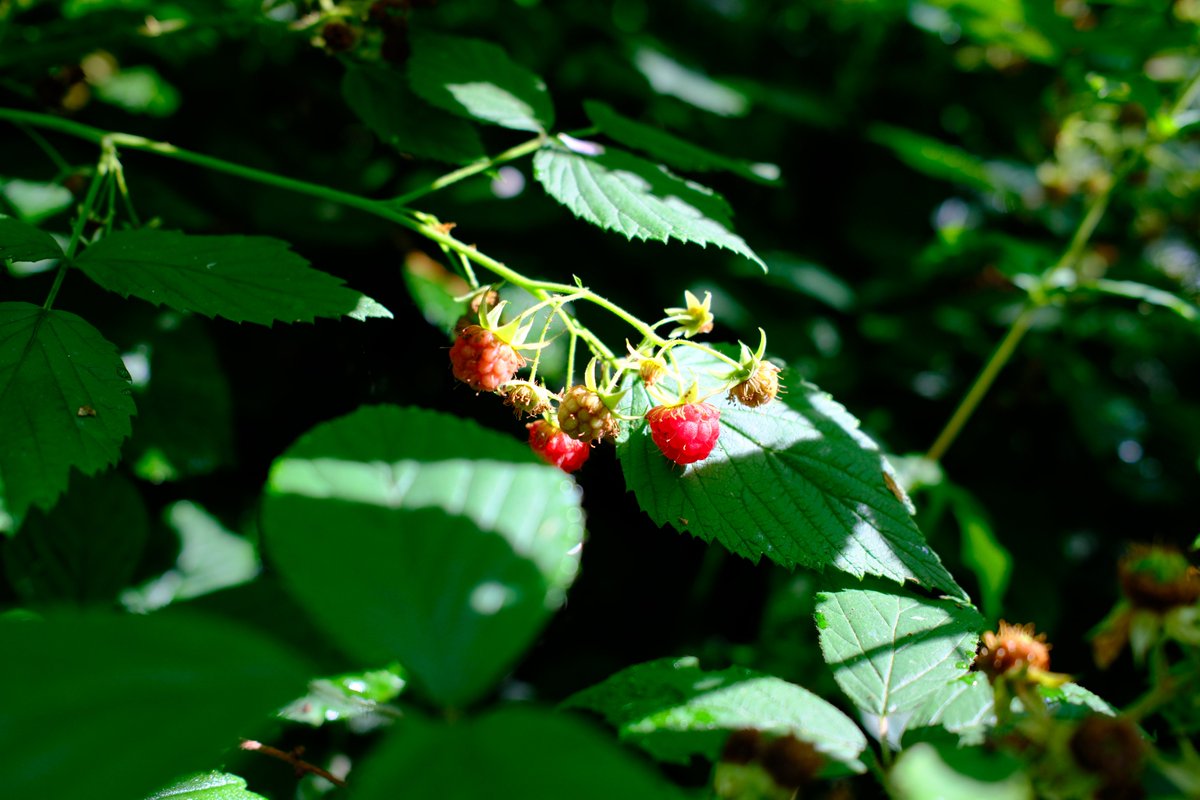 Nature notes: wild raspberries are in season.